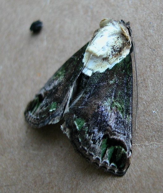 按此在新視窗瀏覽圖片