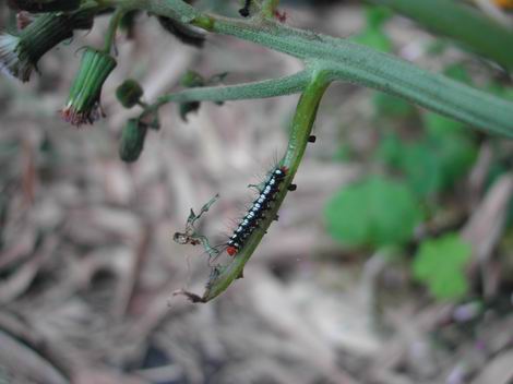 按此在新視窗瀏覽圖片