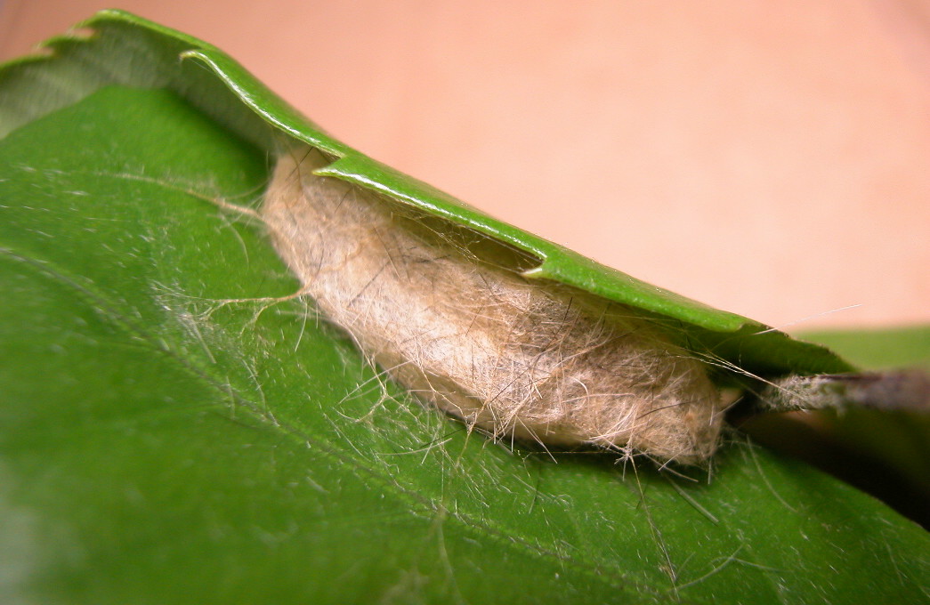 按此在新視窗瀏覽圖片