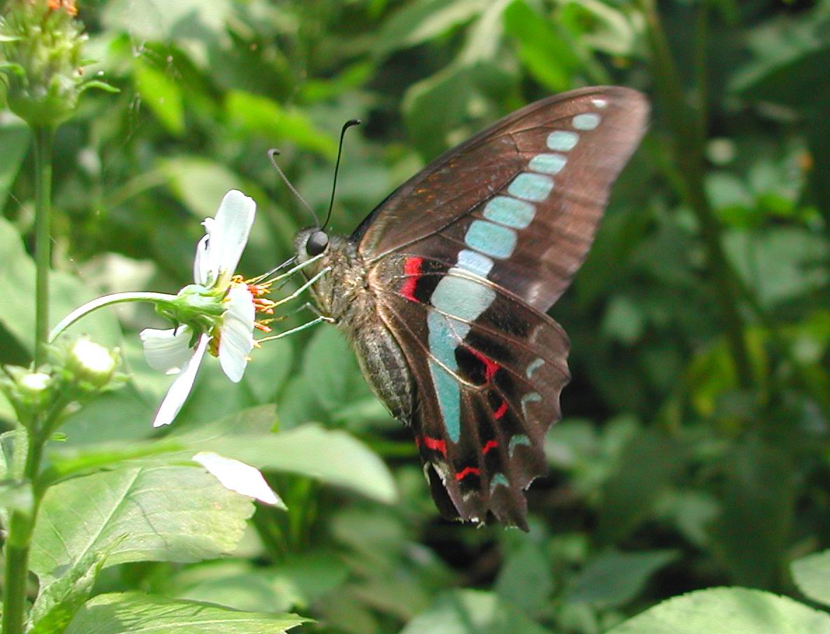 按此在新視窗瀏覽圖片