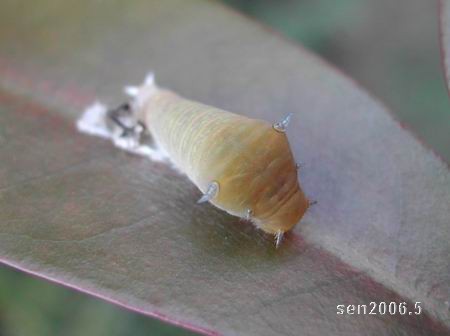 按此在新視窗瀏覽圖片