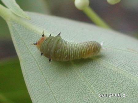 按此在新視窗瀏覽圖片