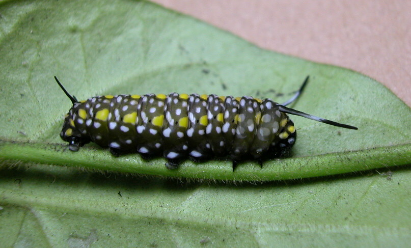 按此在新視窗瀏覽圖片