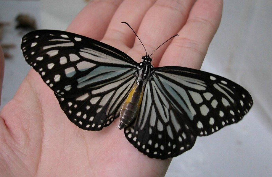 按此在新視窗瀏覽圖片