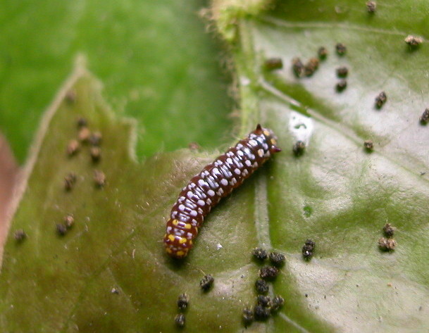 按此在新視窗瀏覽圖片