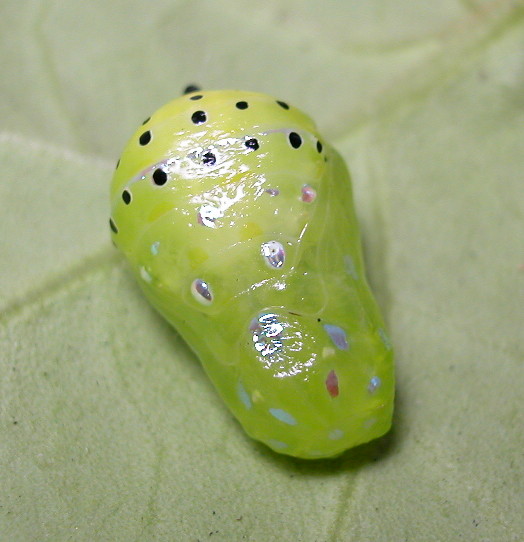 按此在新視窗瀏覽圖片