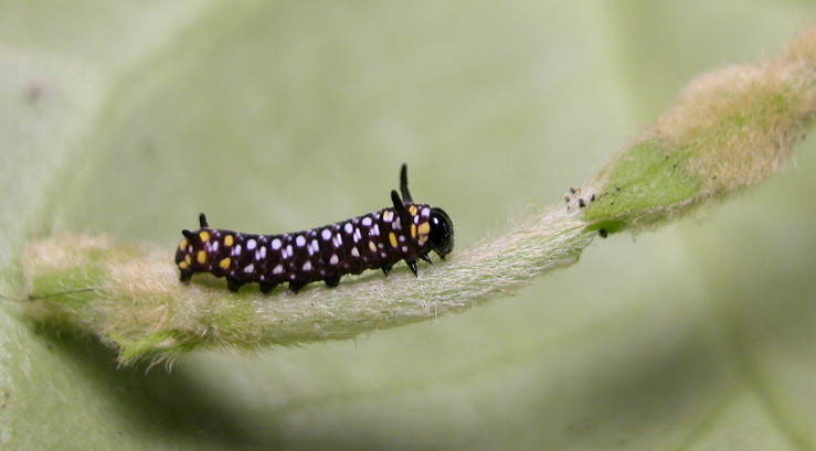 按此在新視窗瀏覽圖片