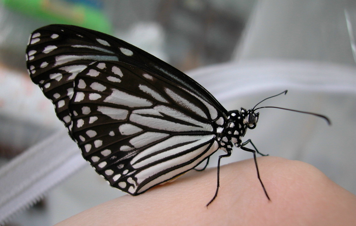 按此在新視窗瀏覽圖片