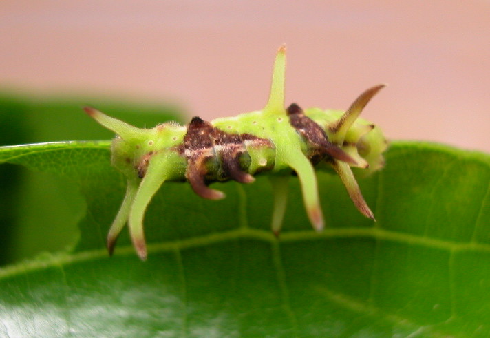 按此在新視窗瀏覽圖片