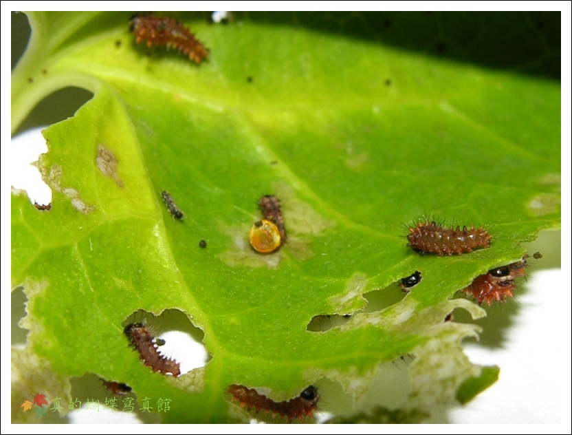 按此在新視窗瀏覽圖片