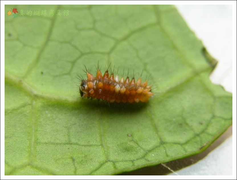 按此在新視窗瀏覽圖片