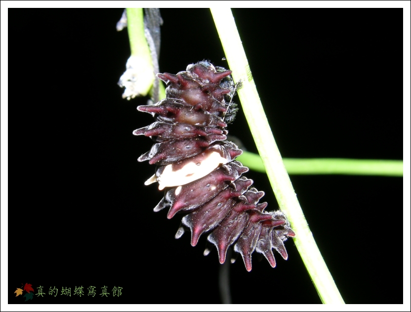 按此在新視窗瀏覽圖片