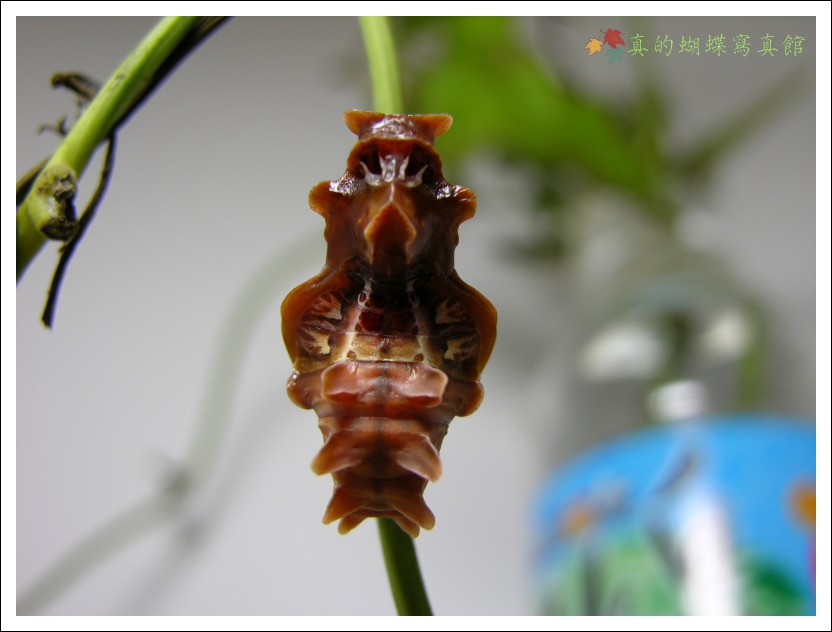 按此在新視窗瀏覽圖片