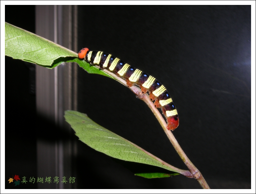 按此在新視窗瀏覽圖片