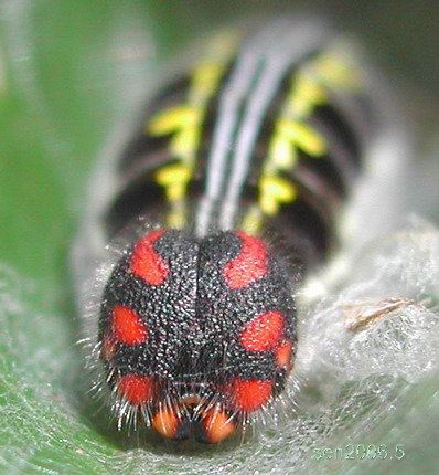 按此在新視窗瀏覽圖片