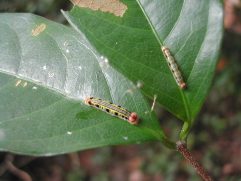 按此在新視窗瀏覽圖片