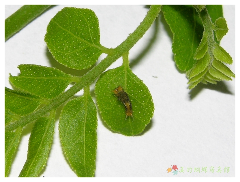 按此在新視窗瀏覽圖片