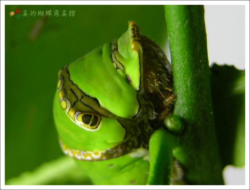 按此在新視窗瀏覽圖片