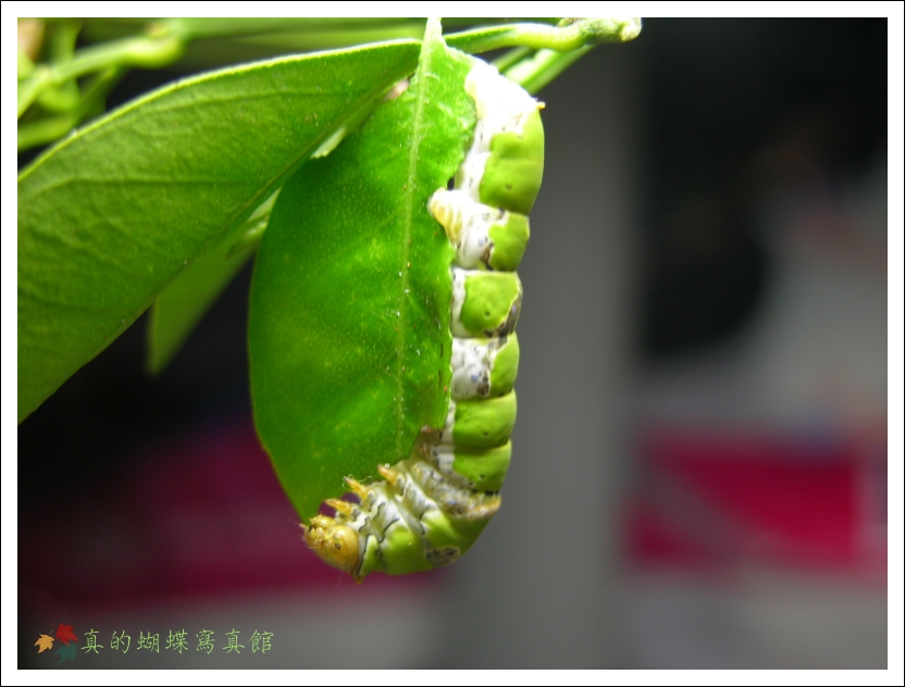 按此在新視窗瀏覽圖片