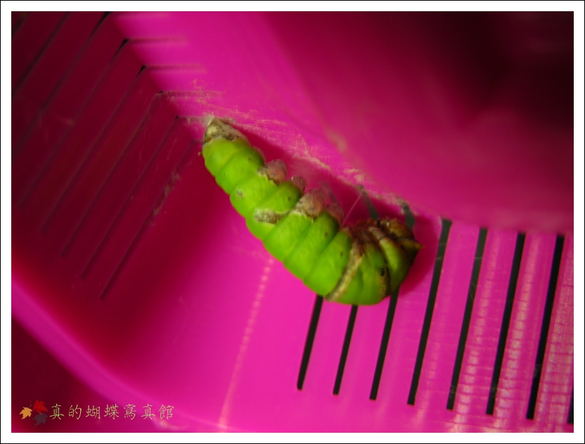 按此在新視窗瀏覽圖片