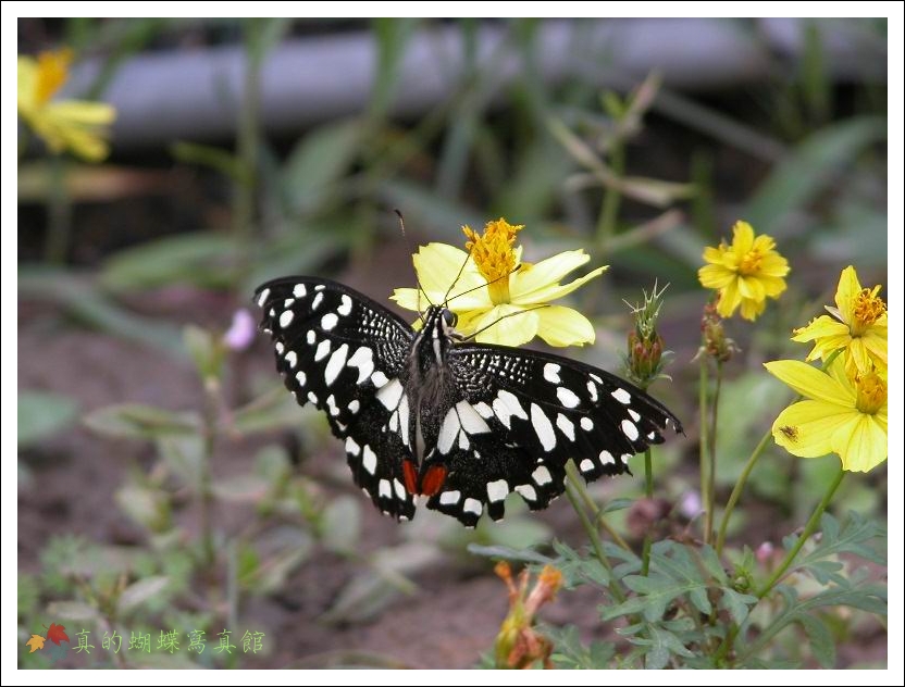 按此在新視窗瀏覽圖片
