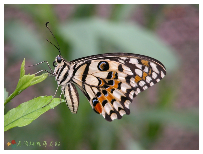按此在新視窗瀏覽圖片