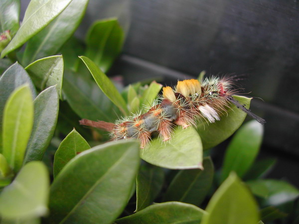 按此在新視窗瀏覽圖片