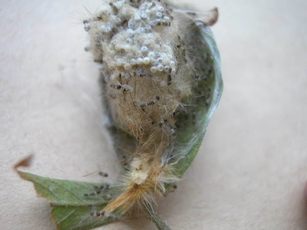 按此在新視窗瀏覽圖片