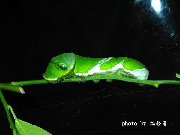 按此在新視窗瀏覽圖片