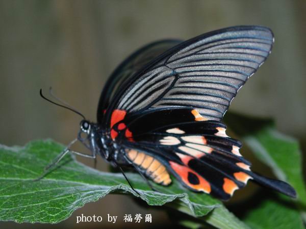 按此在新視窗瀏覽圖片