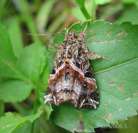 按此在新視窗瀏覽圖片