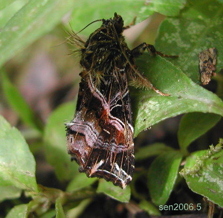 按此在新視窗瀏覽圖片