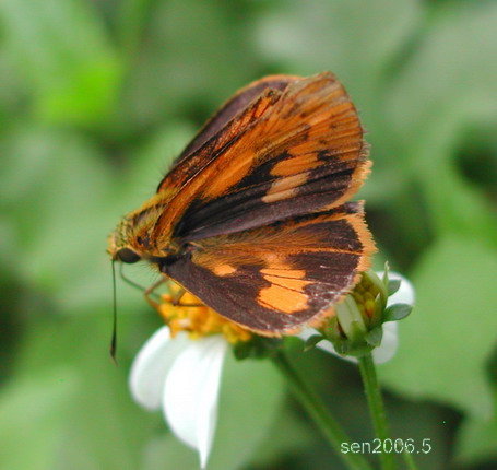 按此在新視窗瀏覽圖片