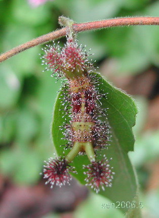 按此在新視窗瀏覽圖片