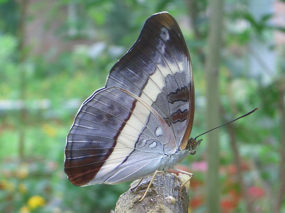 按此在新視窗瀏覽圖片