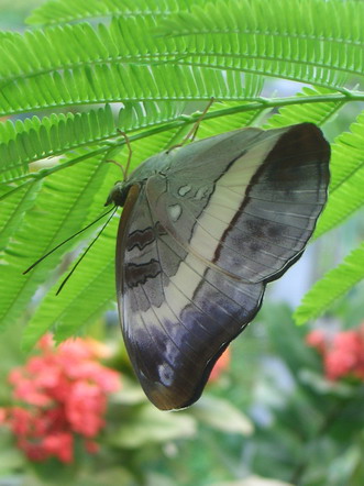 按此在新視窗瀏覽圖片