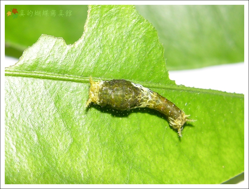 按此在新視窗瀏覽圖片