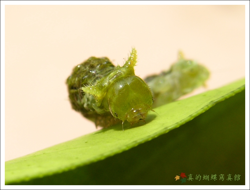 按此在新視窗瀏覽圖片