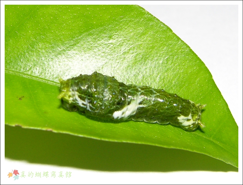 按此在新視窗瀏覽圖片