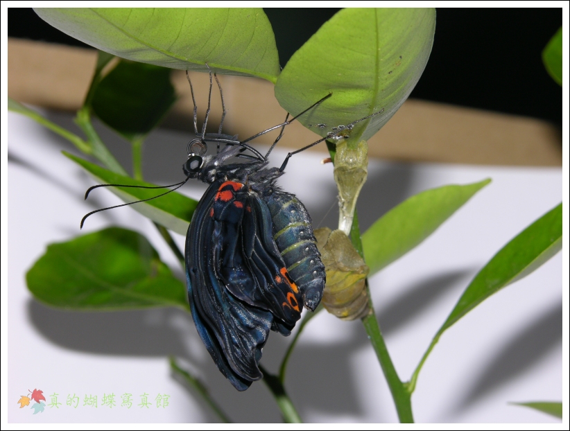 按此在新視窗瀏覽圖片