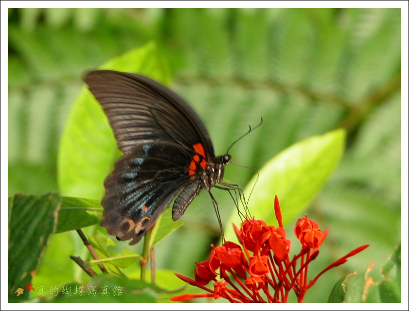 按此在新視窗瀏覽圖片
