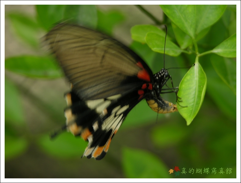 按此在新視窗瀏覽圖片