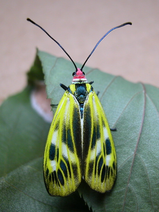 按此在新視窗瀏覽圖片