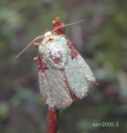 按此在新視窗瀏覽圖片