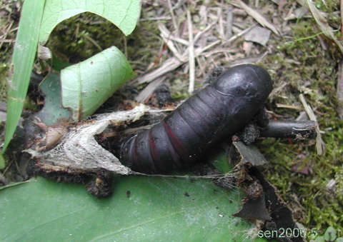 按此在新視窗瀏覽圖片