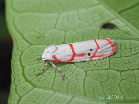 按此在新視窗瀏覽圖片