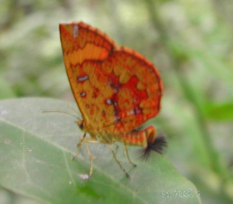 按此在新視窗瀏覽圖片