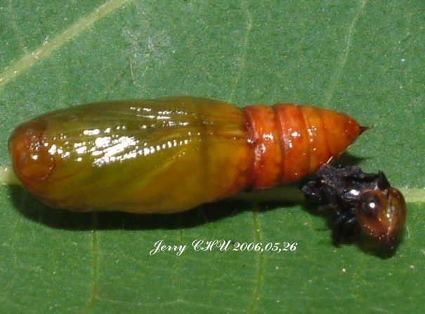 按此在新視窗瀏覽圖片