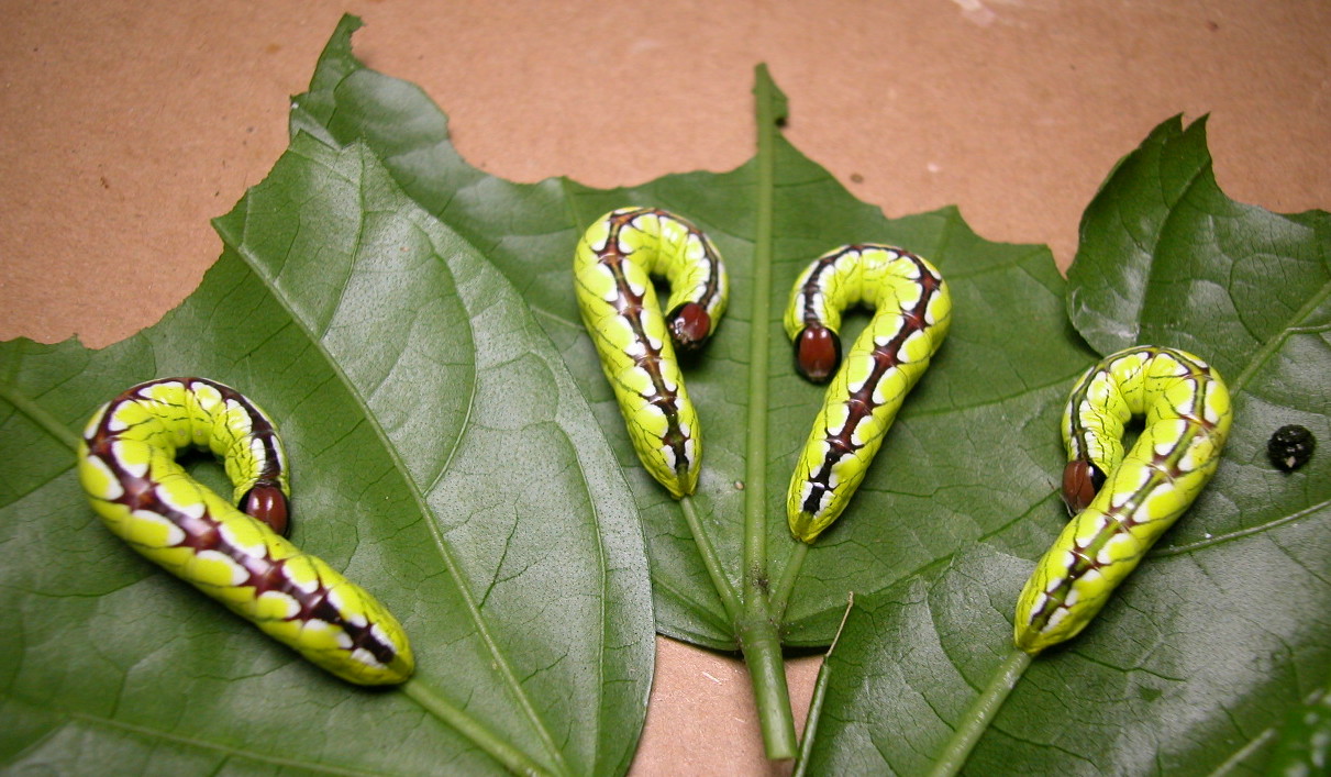 按此在新視窗瀏覽圖片