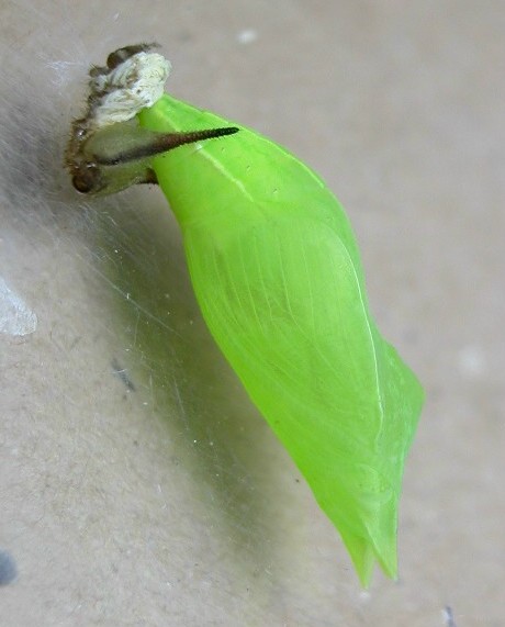 按此在新視窗瀏覽圖片